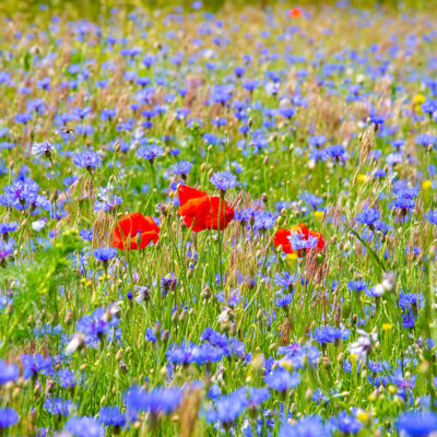 Blue & Mohn Kunstdruck