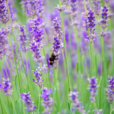 Lavendel Kunstdruck