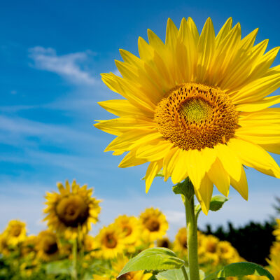 Sunny Kunstdruck